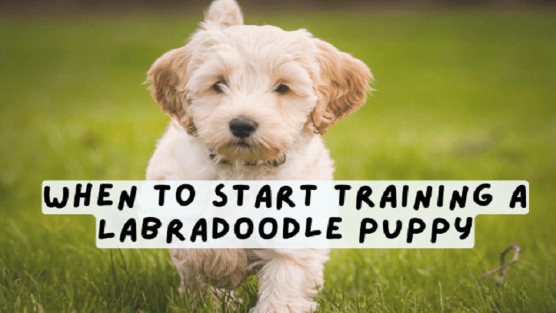When to Start Training a Labradoodle Puppy