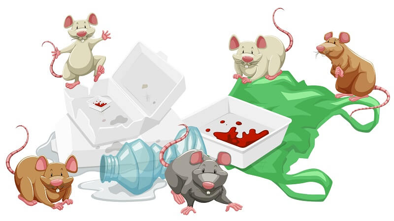Why Is Professional Rat Removal Better Than DIY Fixes