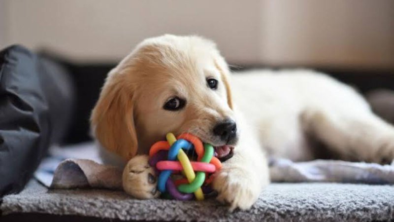 dog chewing behavior
